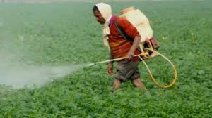 जालौन-किसान भाइयों की फसलों में कीट/रोग की समस्या का समाधान पाने हेतु टोल फ्री-जिला कृषि रक्षा अधिकारी।