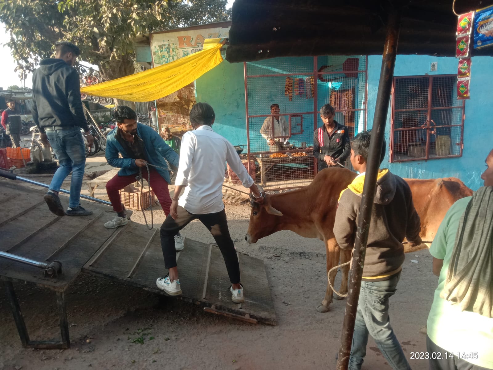 नगर पालिका ने सार्वजनिक स्थानों पर गौवंशों के विचरण के खिलाफ चलाया गया अभियान सोनी न्यूज़